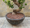 Magnificent Ficus Ginseng (Bonsai)