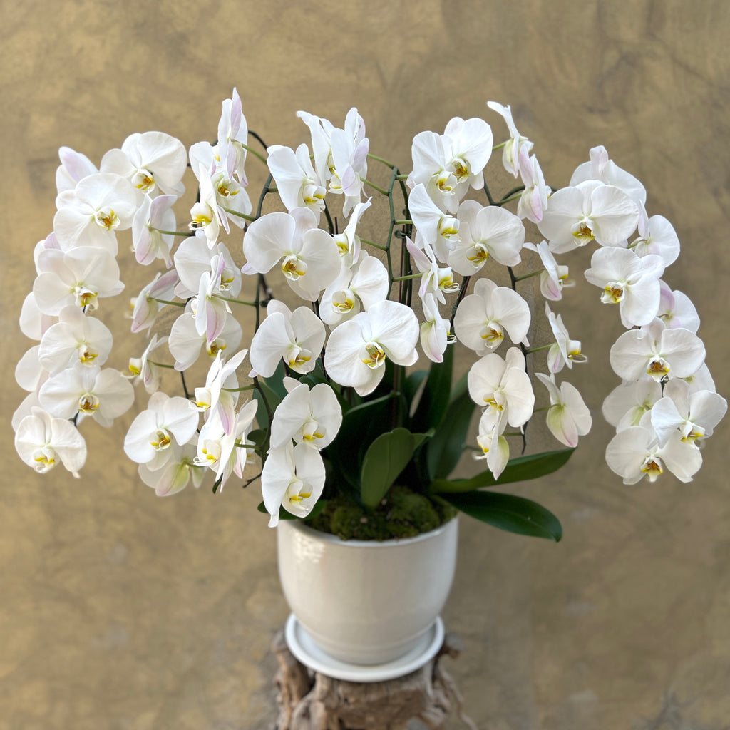 Waterfall Lux Orchid Planter