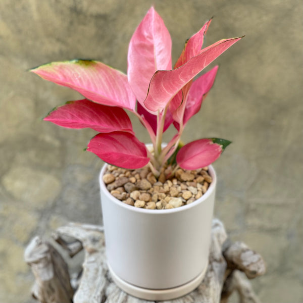 Aglaonema 'Flamingo'