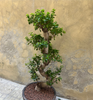 Magnificent Ficus Ginseng (Bonsai)