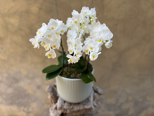 White Orchid Planter in Sage Pot