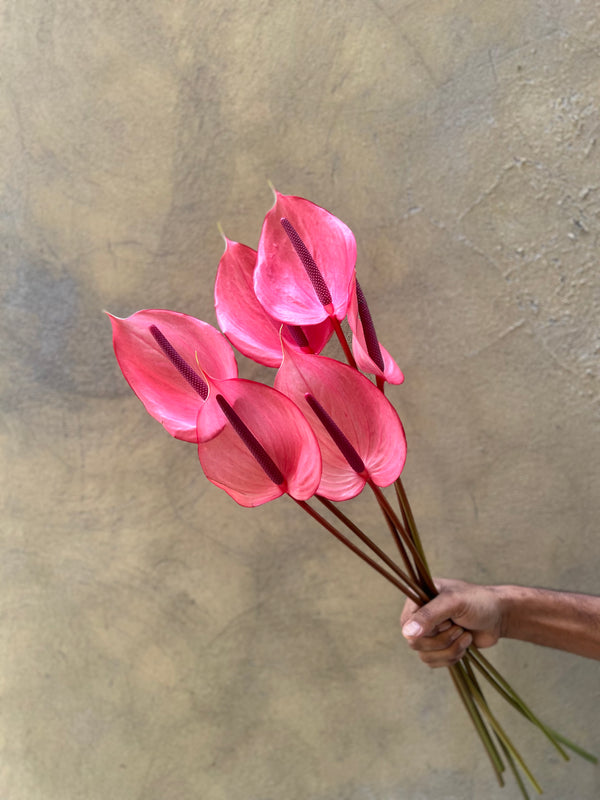 Pink Anthurium  - The Home Edit