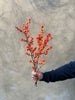 Orange Ilex Berries - The Home Edit