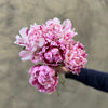 Peony Subscription - 4 Weeks Subscription