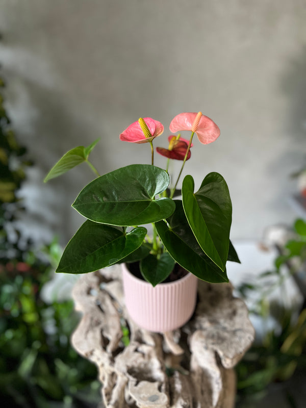 Pink Anthurium Planter