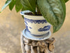 Aglaonema Silver Frost in a Chinoiserie Pot