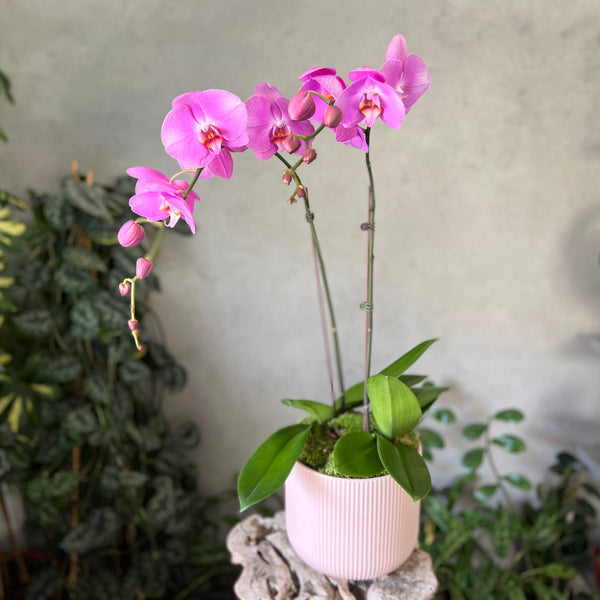 Purple Orchid Planter in a Pink Ceramic Pot