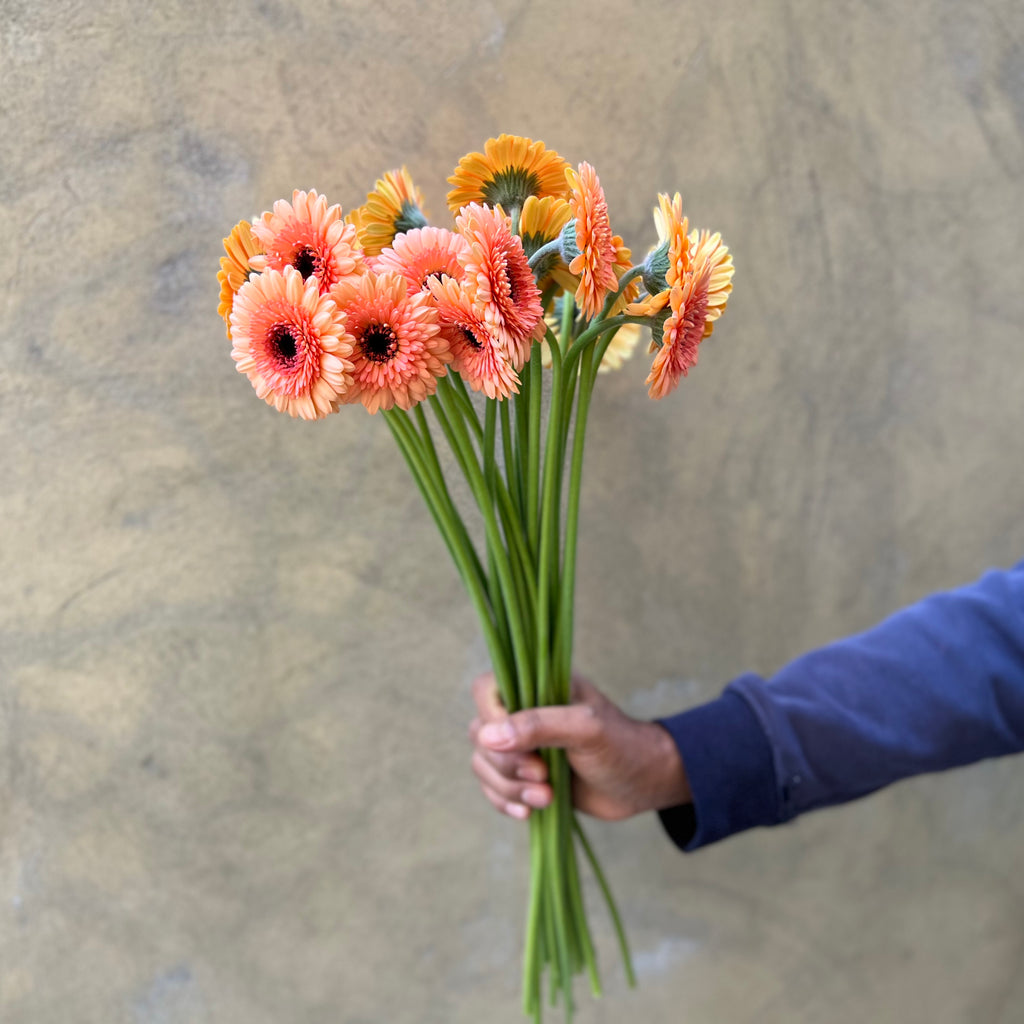 Germini 'Oreo' - The Home Edit