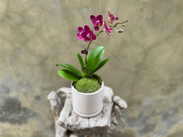 Mini Purple Orchid in Creamy White Pot