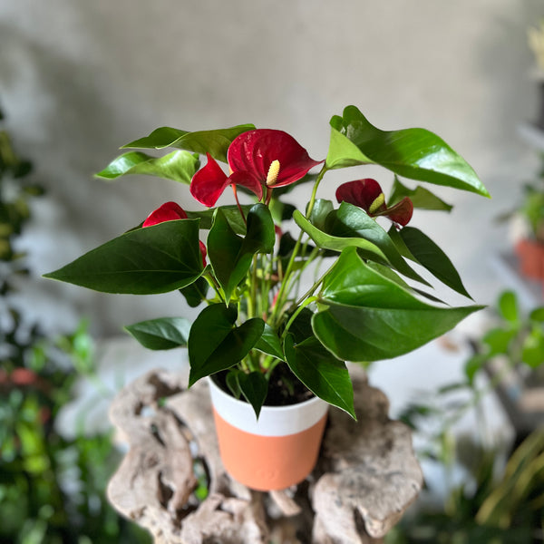 Red Anthurium Planter