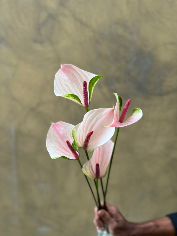 Anthurium Alero - The Home Edit