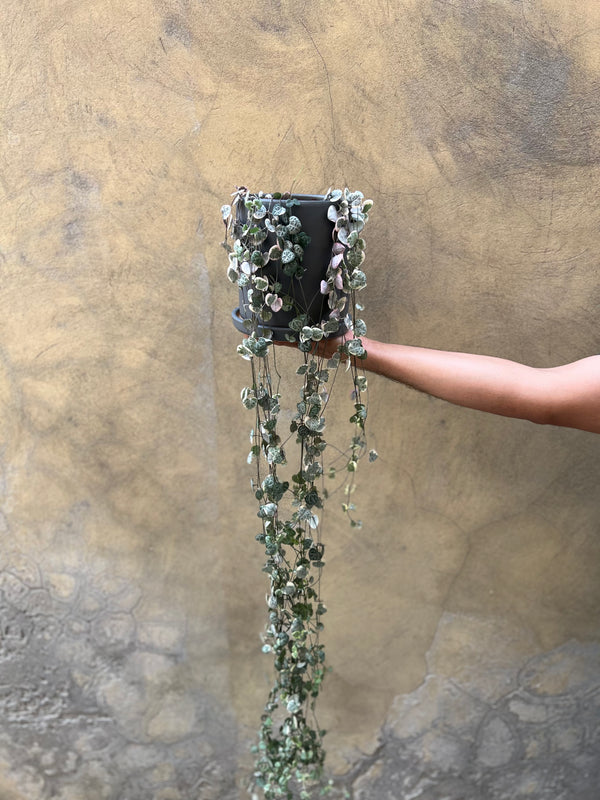 String of Hearts