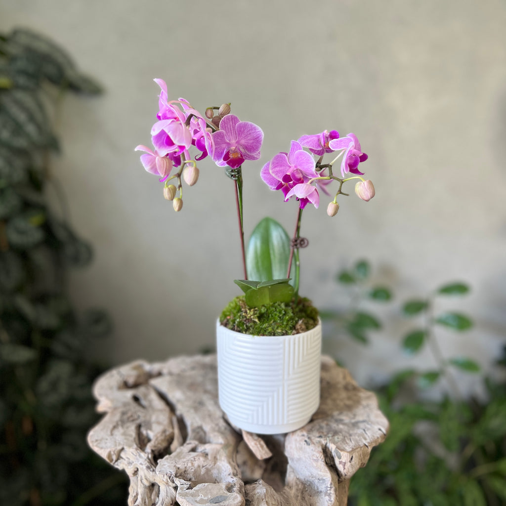 Mini Purple Orchid Planter in a White Pot