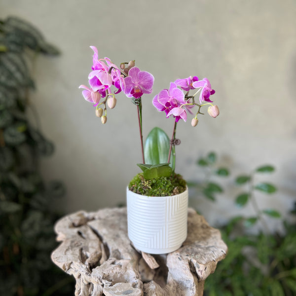 Mini Purple Orchid Planter in a White Pot