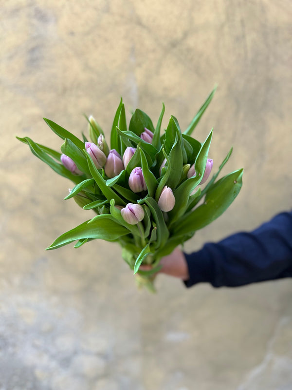 Tulip Sweet Breeze - The Home Edit