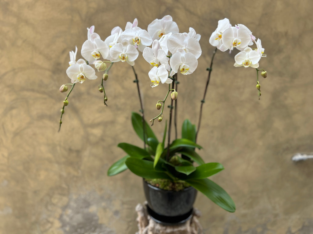 Luxe White Orchid Planter in a Black Pot