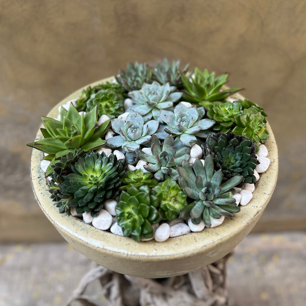 Luxe Succulent Bowl