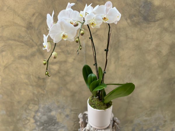 Waterfall White Orchid