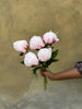Sarah Bernhardt Peonies - The Home Edit