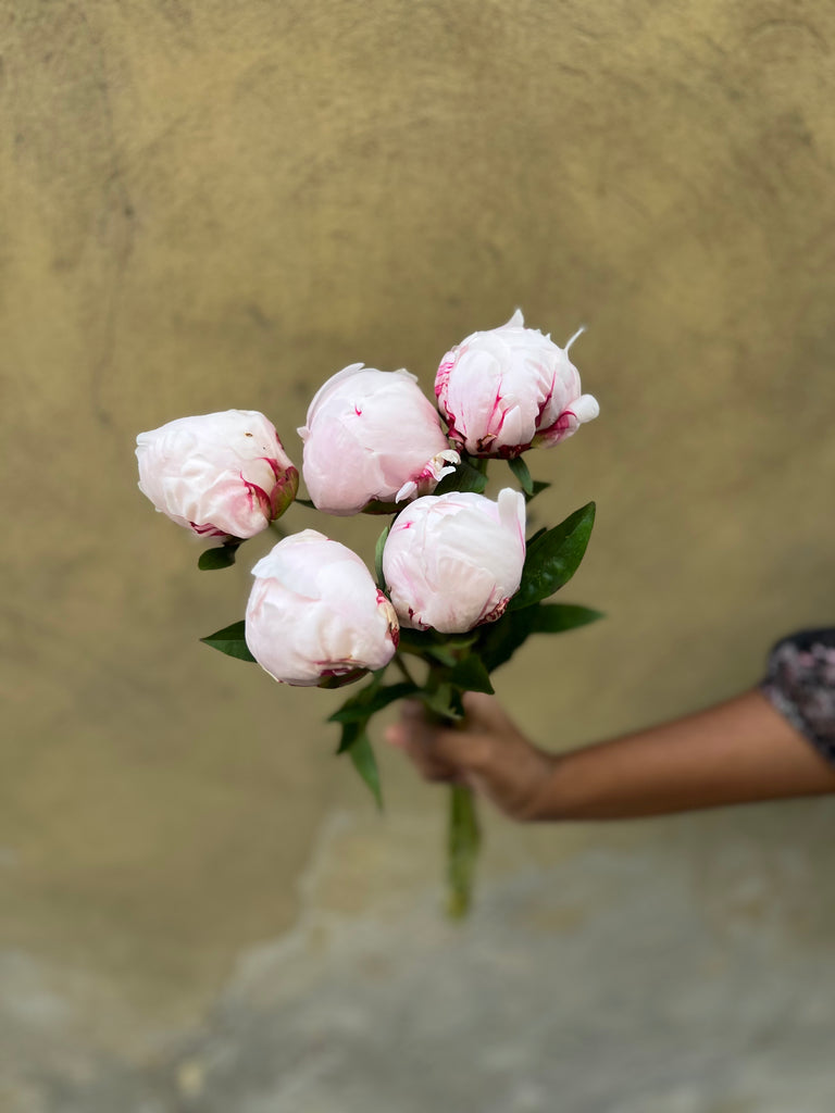 Sarah Bernhardt Peonies - The Home Edit