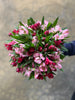 Cherry Alstromeria Medley - The Home Edit