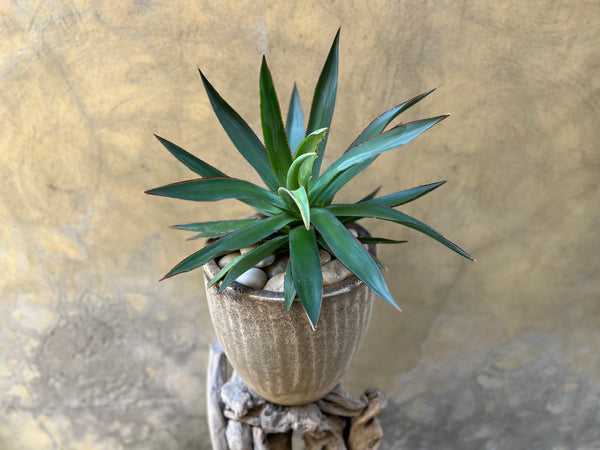 Agave Shaka Zulu