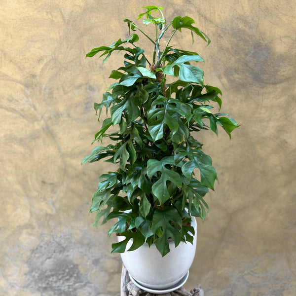 Monstera Planter