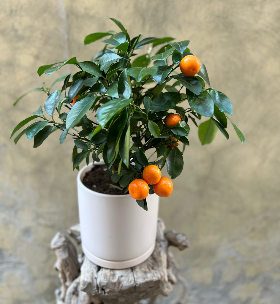 Orange Plant