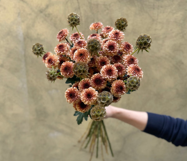 Chrysanthemums and Scabiosa Combo - The Home Edit