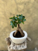 Ficus Ginseng (Bonsai) in Decorative Pot