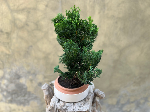 Chamaecyparis in a Decorative Pot