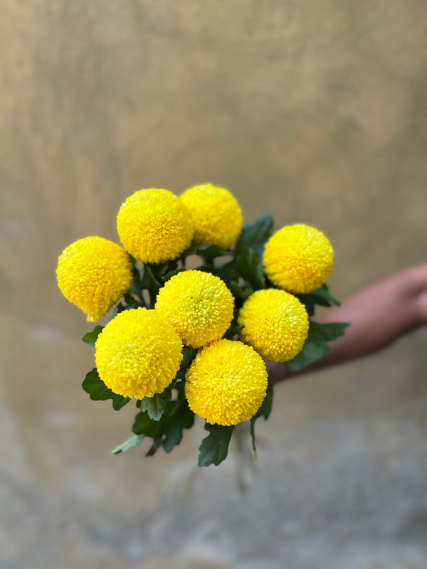 Chrysanthemum Spray Baltica Cream
