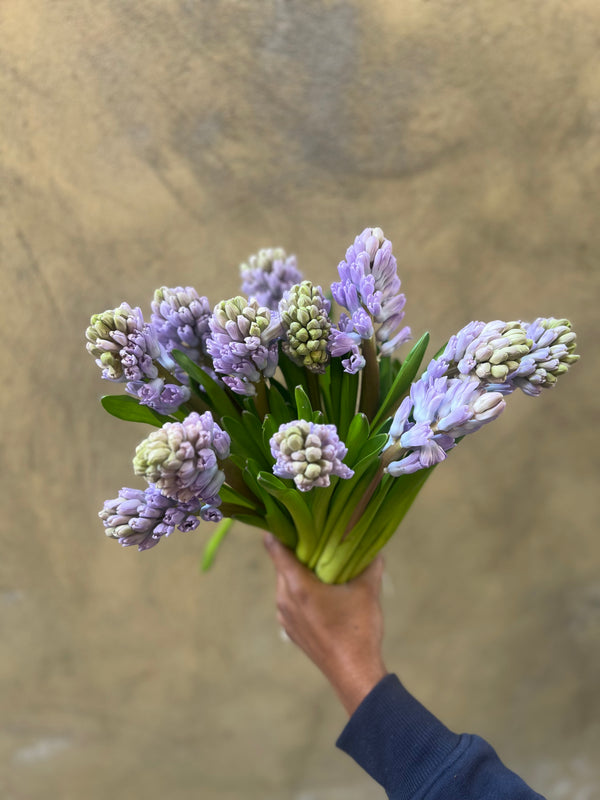 Fragrant Lilac Hyacinth - The Home Edit