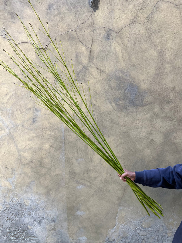 Cornus Flaviramea - The Home Edit