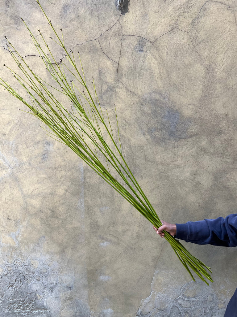 Cornus Flaviramea - The Home Edit