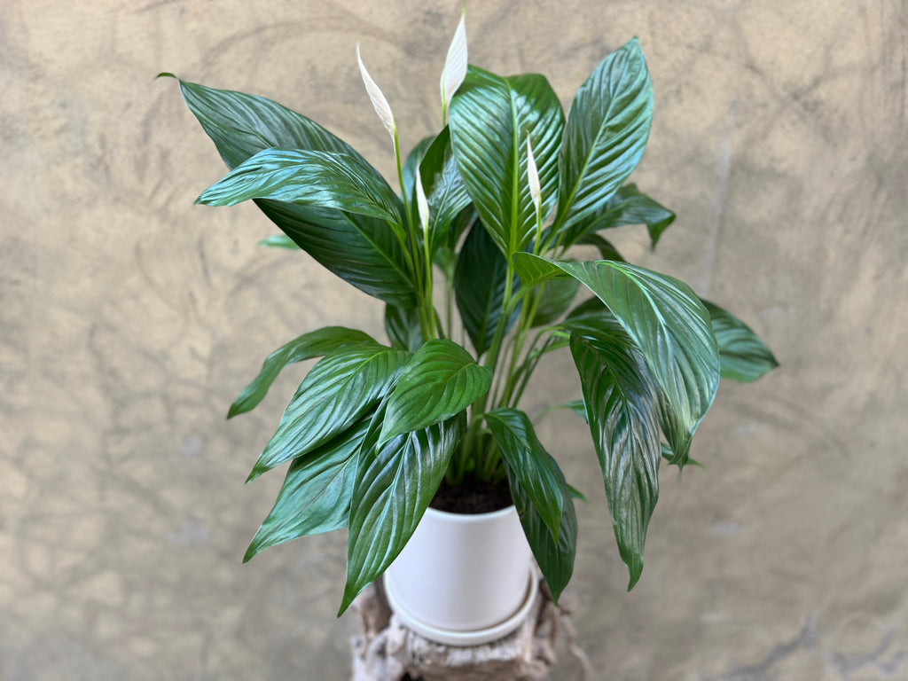 Spathiphyllum in a White Pot