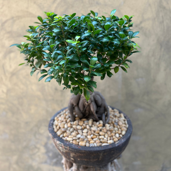 Ficus Ginseng (Bonsai) - Luxury Ceramic Pot