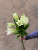 Longiflorum White Lilies - The Home Edit