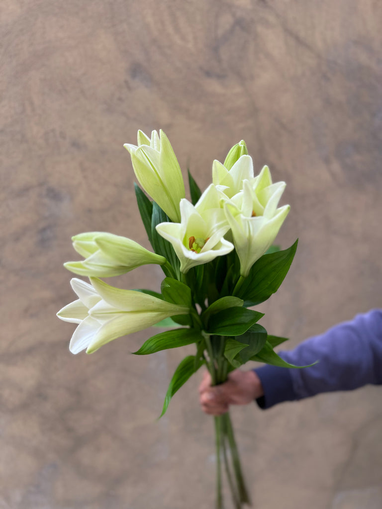 Longiflorum White Lilies - The Home Edit