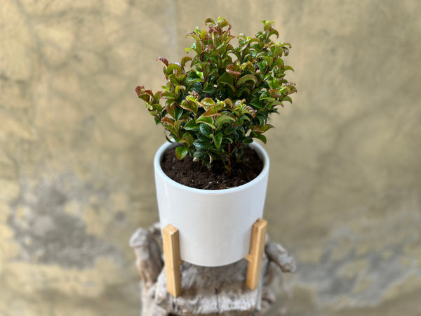 Luecothoe Planter