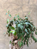 Aeschynanthus - Lipstick Plant