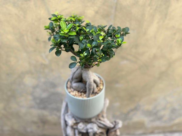 Ficus Ginseng (Bonsai) in a Green Pot
