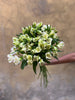 Creamy Alstromeria - The Home Edit