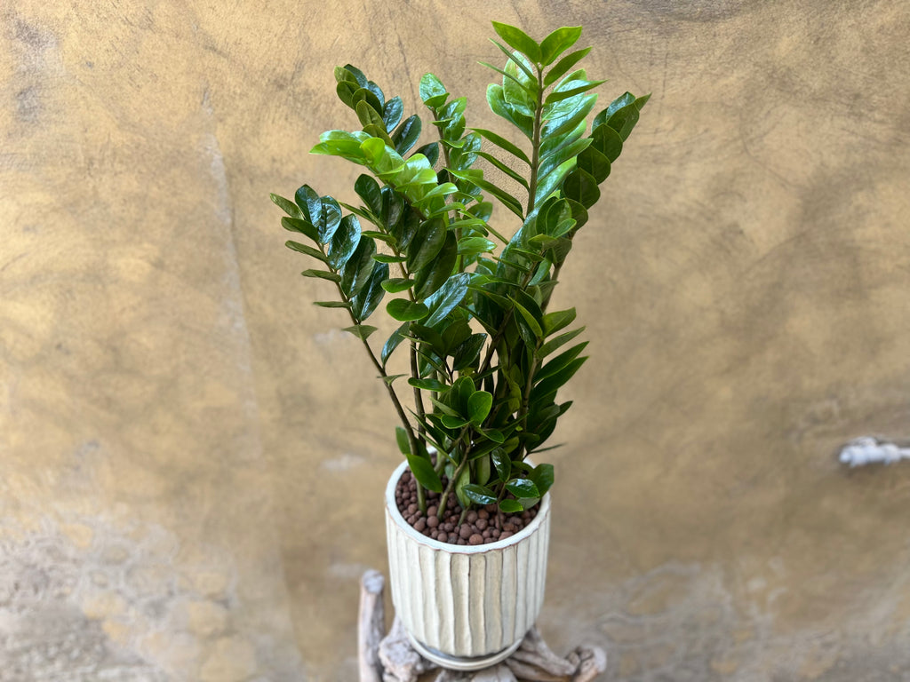 Zamioculcas Medium - White Pot