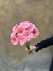 Light Pink Gerberas - The Home Edit