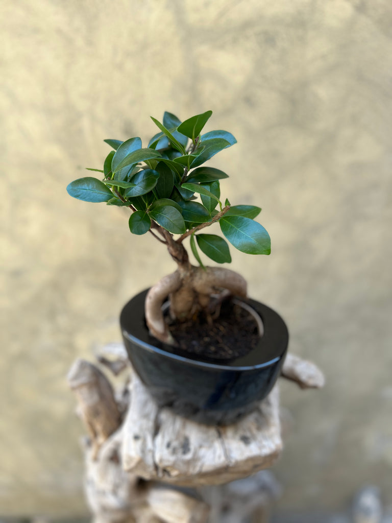 Ficus Ginseng (Bonsai) in Decorative Pot