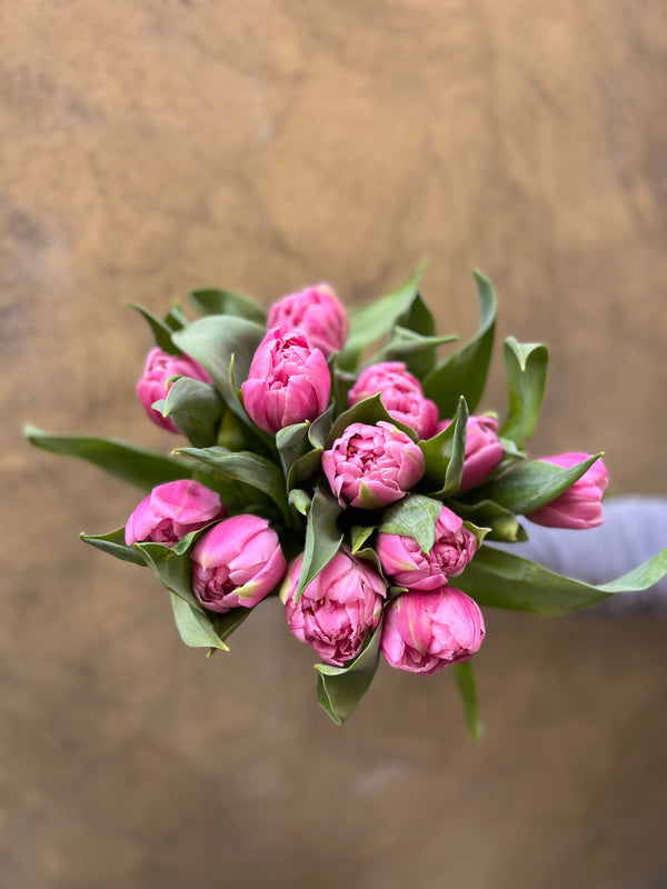 Pink Double Tulips - The Home Edit