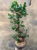 Magnificent Ficus Ginseng (Bonsai)