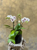 White Orchid in Black Pot