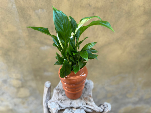 Spathyphyllium in Decorative Pot